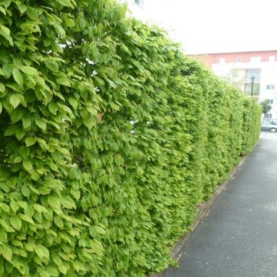 Charme / Charmille - Leaderplant