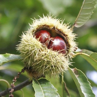 Châtaignier Bouche de Bétizac - Leaderplant