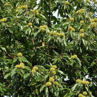 Châtaignier Bouche de Bétizac - Leaderplant