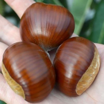 Châtaignier Bouche de Bétizac - Leaderplant