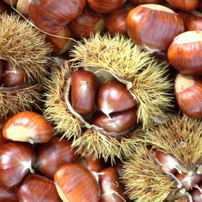 Chataignier 'Bournette' - Leaderplant