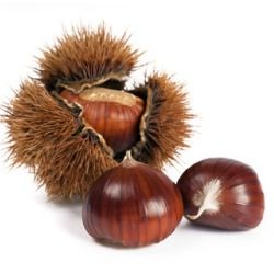 Châtaignier Marigoule - Leaderplant