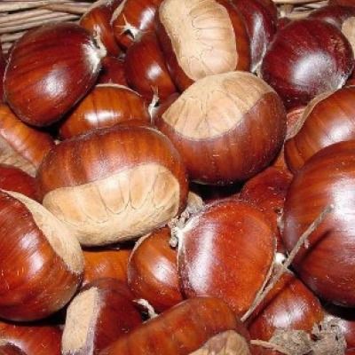 Chataignier 'Précoce Migoule' - Leaderplant