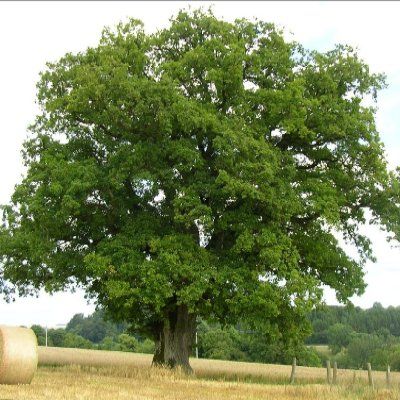 Chêne chevelu de Bourgogne - Leaderplant