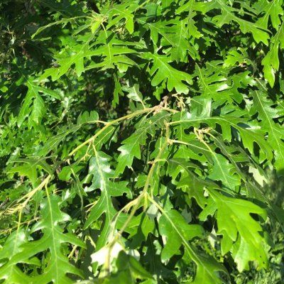 Chêne chevelu de Bourgogne - Leaderplant