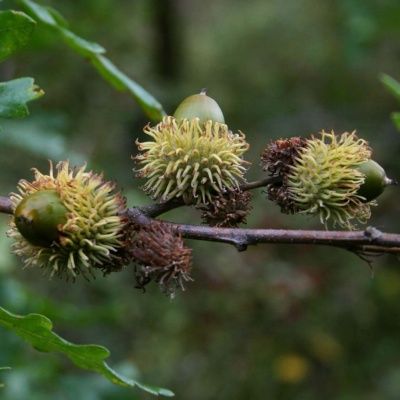 Chêne chevelu de Bourgogne - Leaderplant