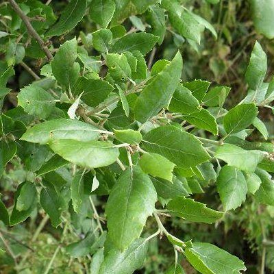 Chêne liège - Leaderplant