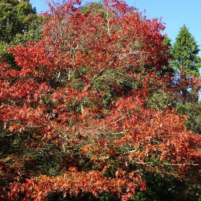 Chêne Rouge d'Amérique - Leaderplant