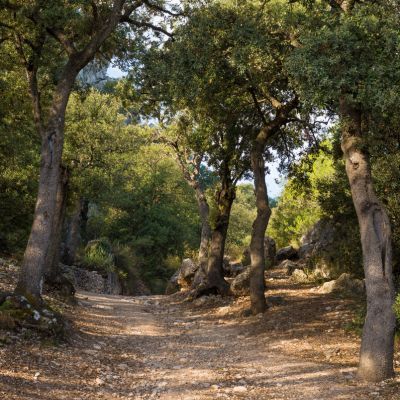 Pas japonais tronc d'arbre ecorce - Lot de 9, vente au meilleur