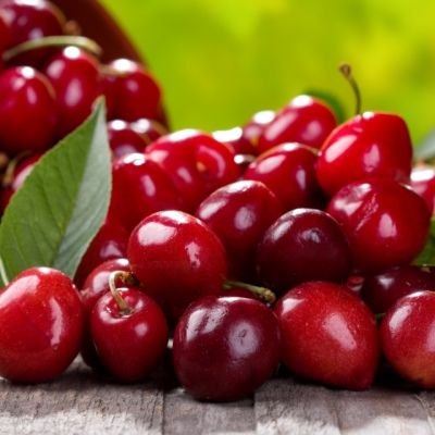 Cerisier nain Cherry Me Lapins Fruit Me ® - Leaderplant