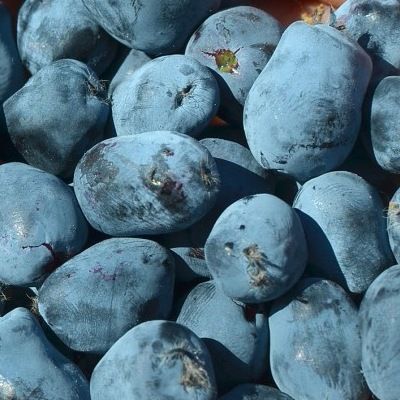 Chèvrefeuille Baie de Mai Borealis - Leaderplant