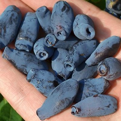 Chèvrefeuille Baie de Mai Aurora - Leaderplant