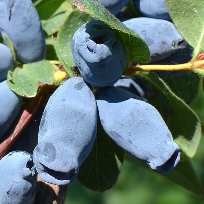 Chèvrefeuille Baie de Mai Aurora - Leaderplant