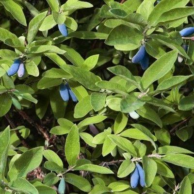 Chèvrefeuille Comestible - Baie de Mai - Camerisier - Leaderplant