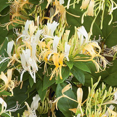 Chèvrefeuille grimpant parfumé Delavayi - Leaderplant