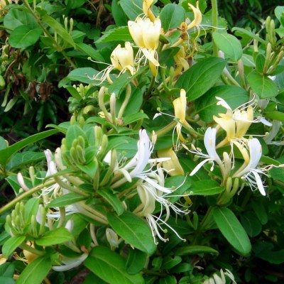 Chèvrefeuille de l'Himalaya (couvre sol ou grimpant) - Leaderplant