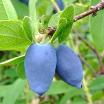 Chèvrefeuille Baie de Mai 'Duet' - Leaderplant