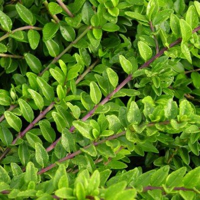 Chèvrefeuille à feuilles de Buis - Leaderplant