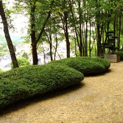 Chèvrefeuille arbustif Maigrun couvre-sol en mini-motte - Leaderplant