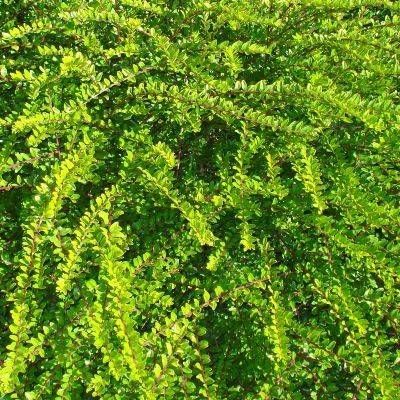 Chèvrefeuille Maigrun/Chèvrefeuille couvre-sol/ Camerisier vert rampant - Leaderplant