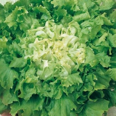 Graines de Chicorée Scarole - Leaderplant