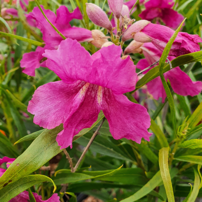Saule du désert - Chilopsis Burgundy - Leaderplant