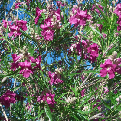 Saule du désert - Chilopsis Burgundy - Leaderplant