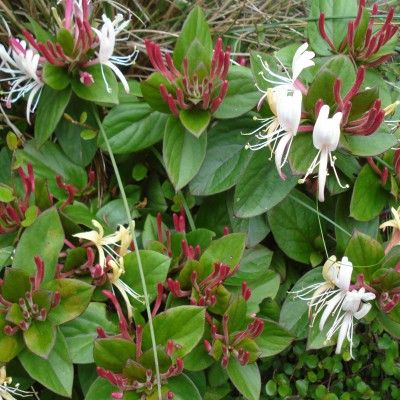 Chèvrefeuille grimpant de Chine - Leaderplant