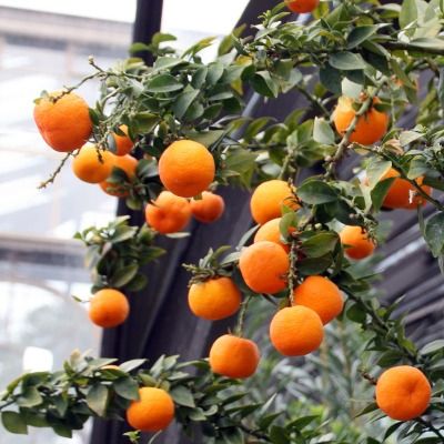Chinotto de Savone - Mandarinier chinois - Leaderplant