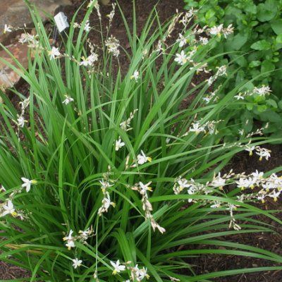Chlorophytum saundersii - Leaderplant