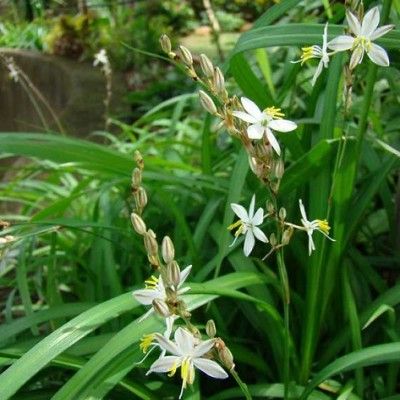 Chlorophytum saundersii - Leaderplant