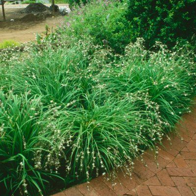 Chlorophytum saundersii - Leaderplant