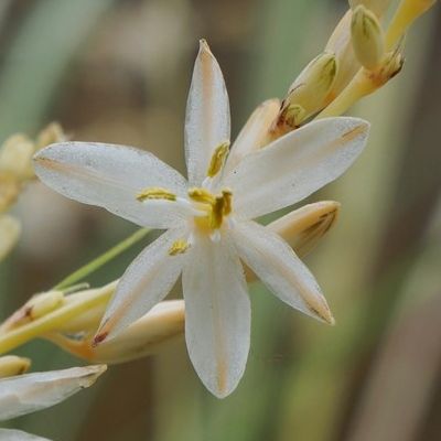 Chlorophytum 'Starlight' ® - Plante Araignée - Leaderplant
