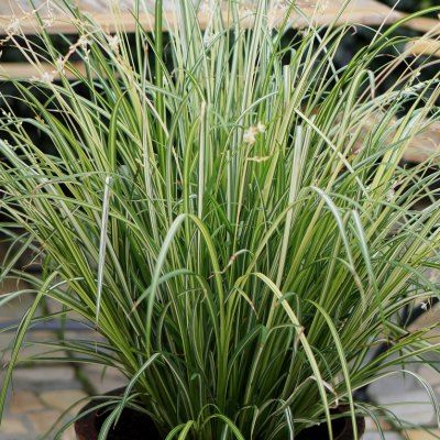 Chlorophytum 'Starlight' ® - Plante Araignée - Leaderplant