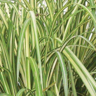 Chlorophytum 'Starlight' ® - Plante Araignée - Leaderplant