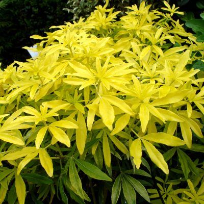 Oranger du Mexique Goldfinger ® - Leaderplant