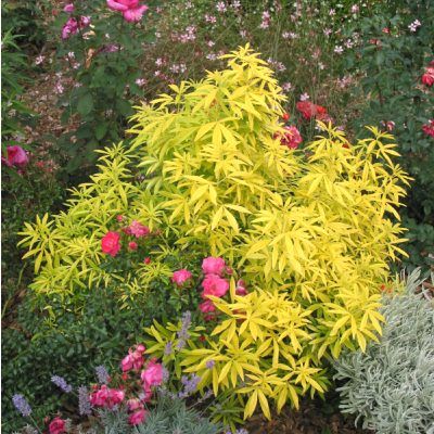 Oranger du Mexique Goldfinger ® - Leaderplant