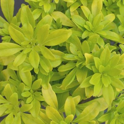 Oranger du Mexique doré - Leaderplant