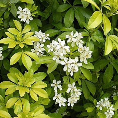 Oranger du Mexique doré - Leaderplant