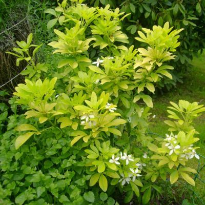 Oranger du Mexique doré - Leaderplant