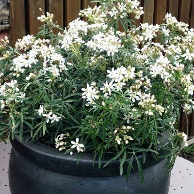Oranger du Mexique White Dazzler ® - Leaderplant