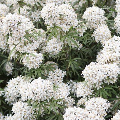 Oranger du Mexique White Dazzler ® - Leaderplant