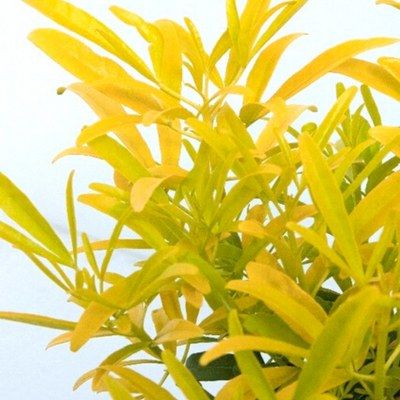 Oranger du Mexique Aztec Gold ® - Leaderplant