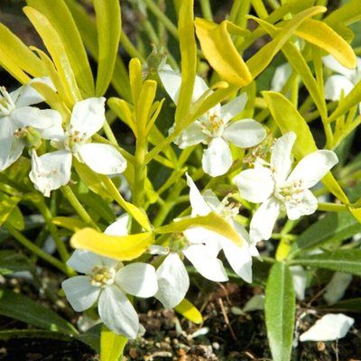 Oranger du Mexique Aztec Gold ® - Leaderplant