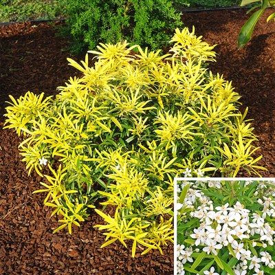Oranger du Mexique Aztec Gold ® - Leaderplant