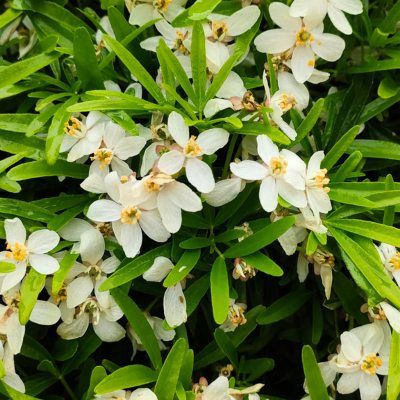 Oranger du Mexique White Dazzler ® - Leaderplant