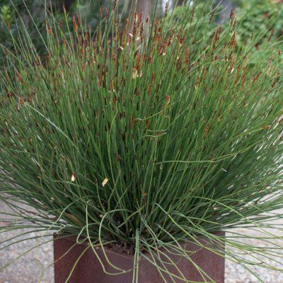 Elegia - Plante restio - Leaderplant