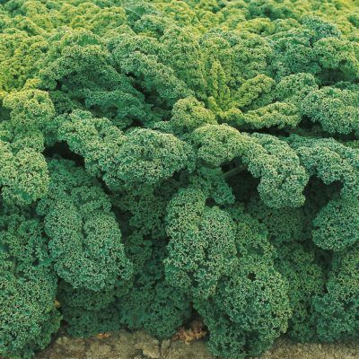 Chou Kale Winterbor 40/50 - Leaderplant