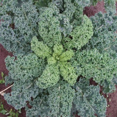 Chou Kale Winterbor 40/50 - Leaderplant