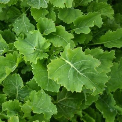 Chou Perpetuel Daubenton - Leaderplant